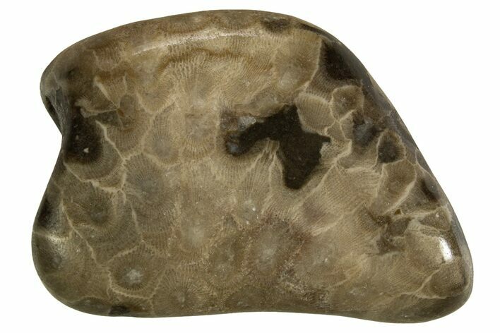 Polished Petoskey Stone (Fossil Coral) - Michigan #328365